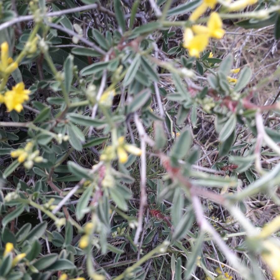 Anthyllis hermanniae — search result for 'United Kingdom'