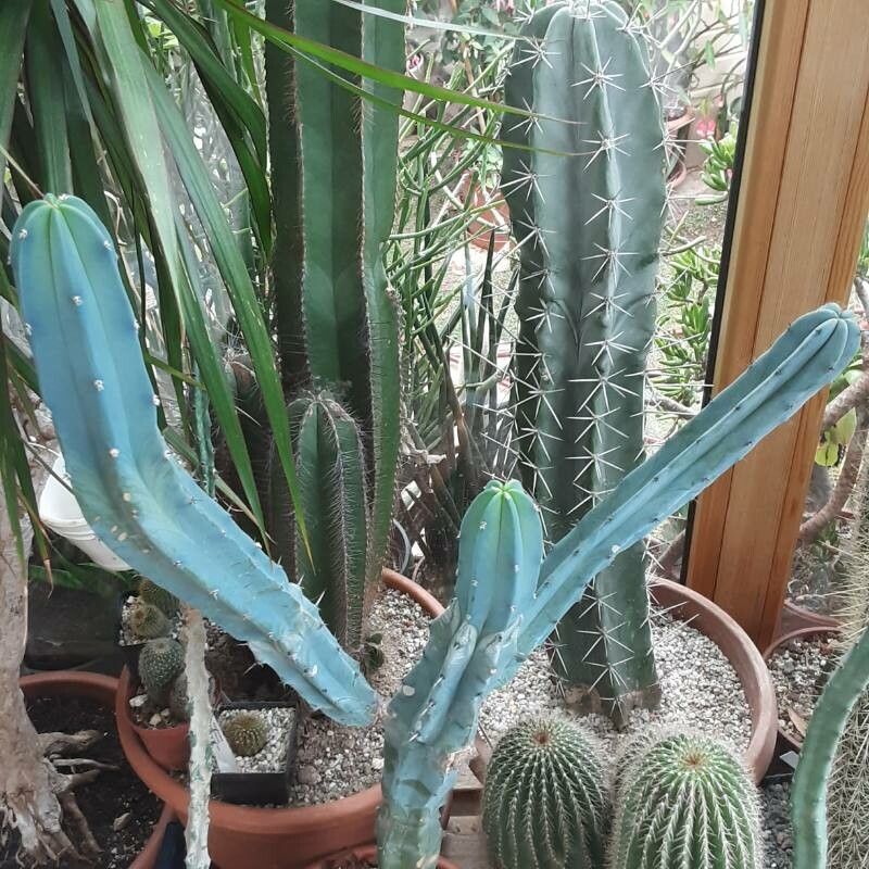 Myrtillocactus geometrizans flower