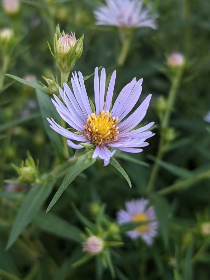 Symphyotrichum subspicatum flower
