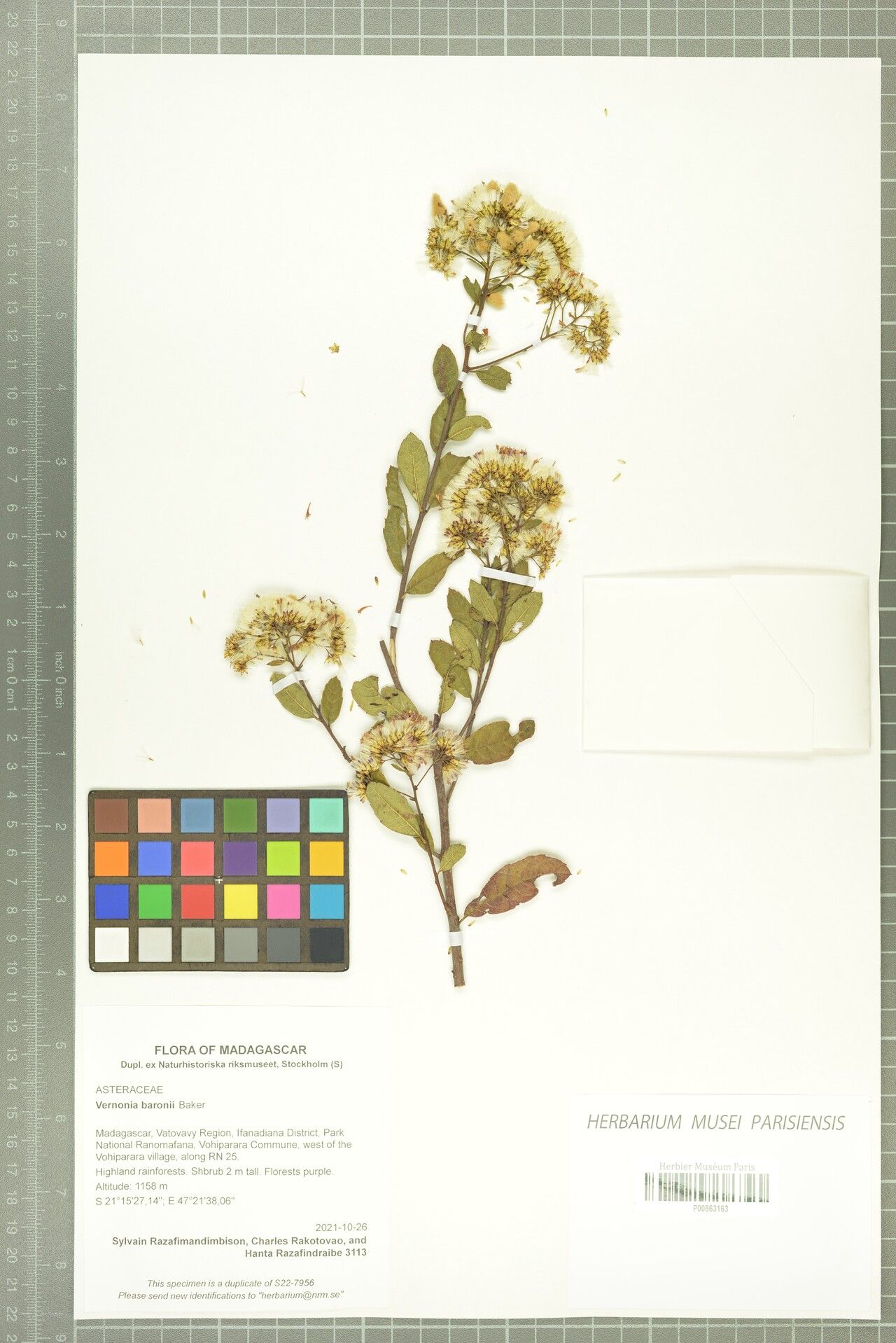 Gymnanthemum baronii — related species from the same genus