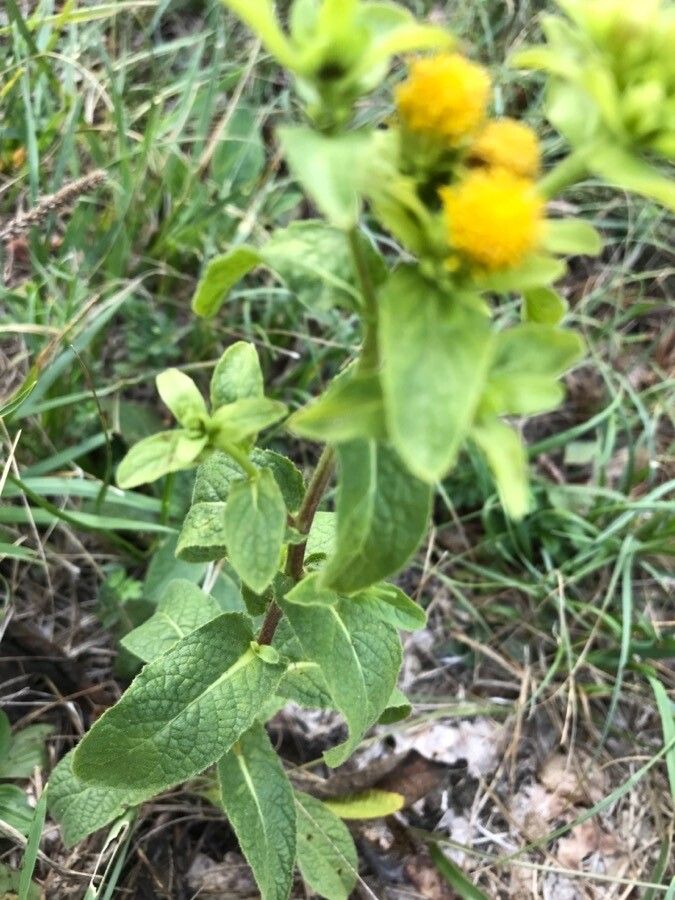 Inula bifrons — related species from the same genus