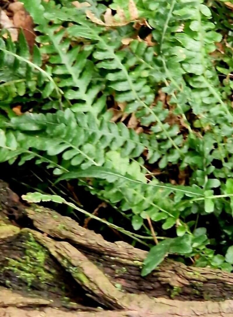 Blechnum spinulosum flower