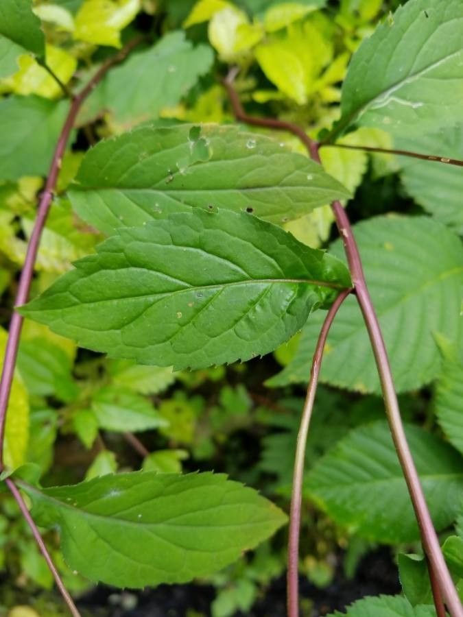 Doellingeria umbellata bark