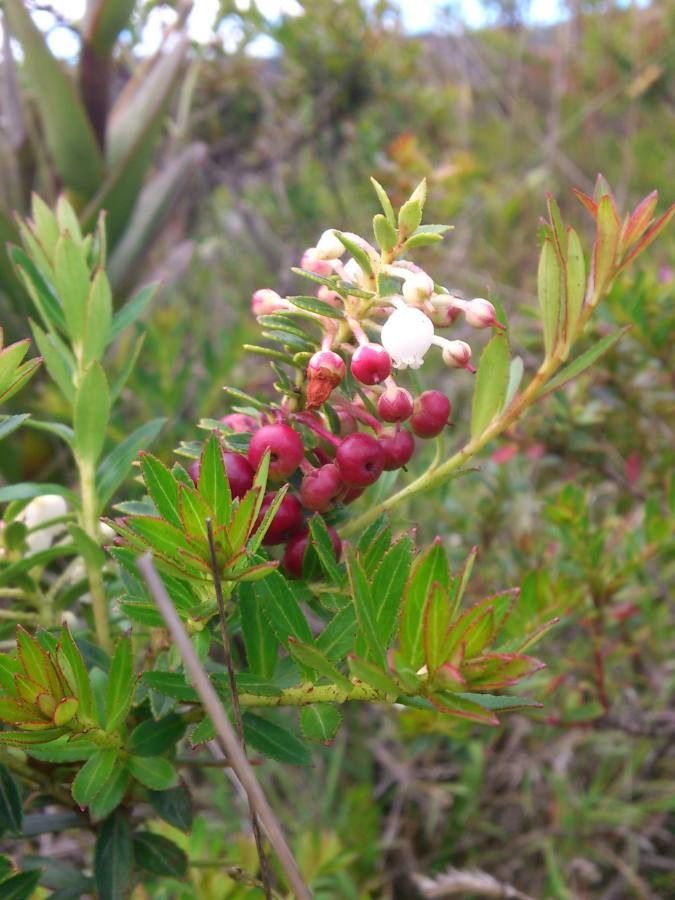 Gaultheria myrsinoides fruit
