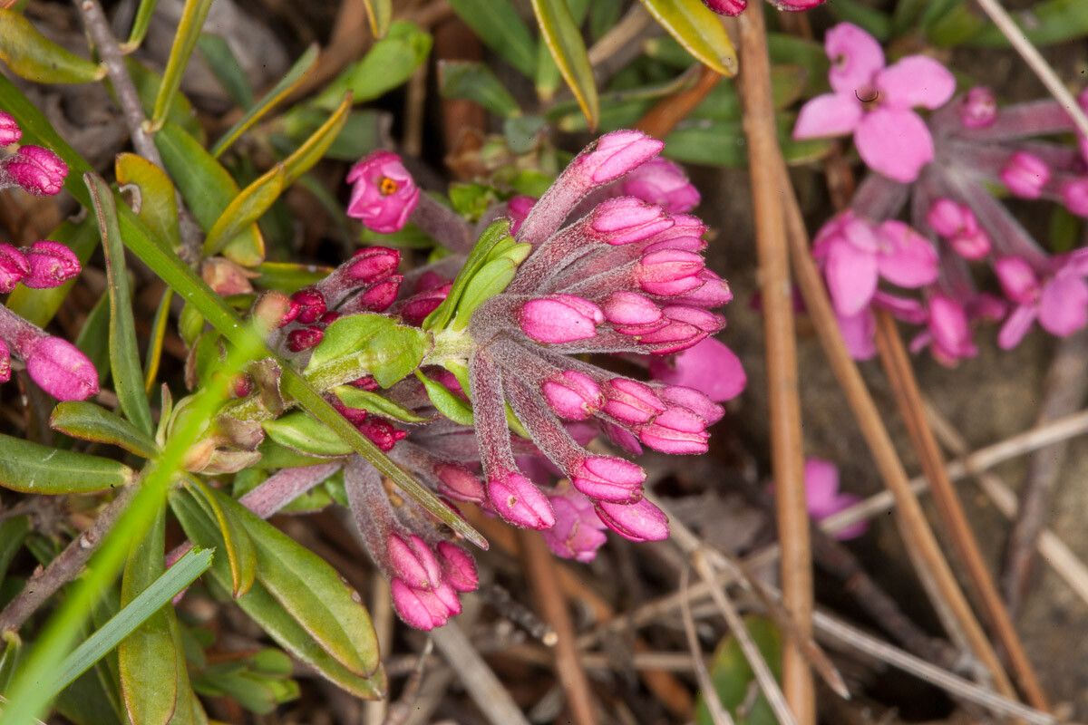 Daphne cneorum bark