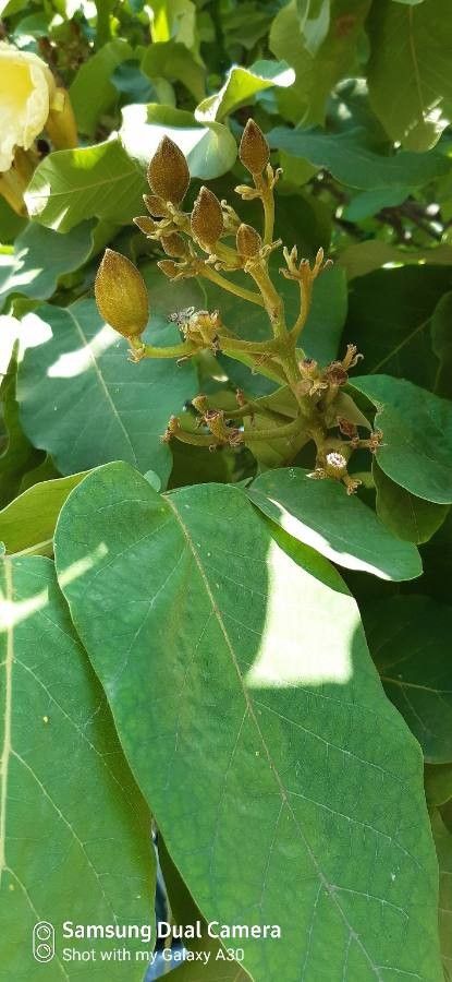 Fernandoa adenophylla flower