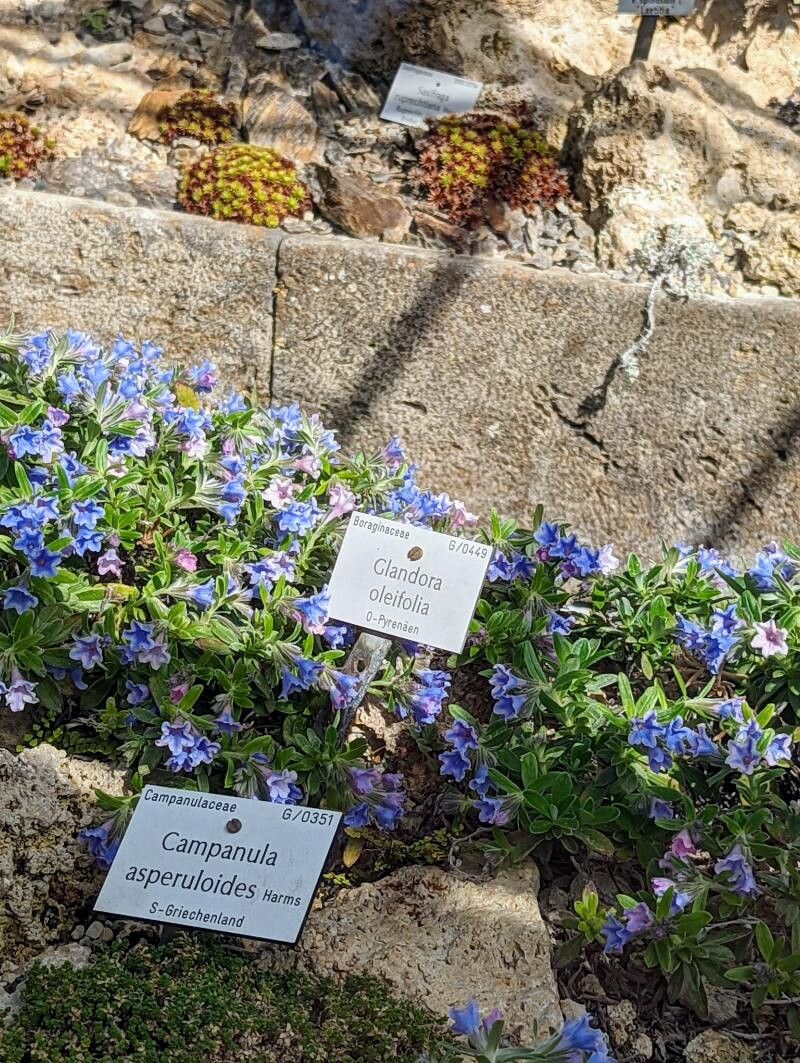 Glandora oleifolia other