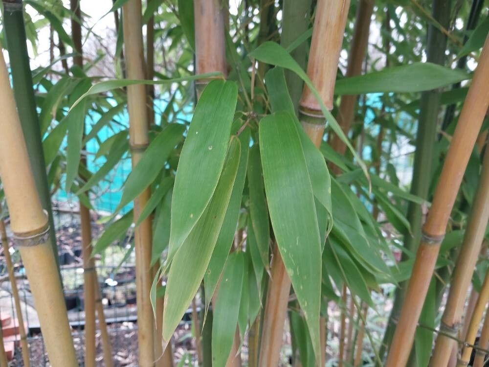 Phyllostachys mannii — search result for 'Phyllostachys'