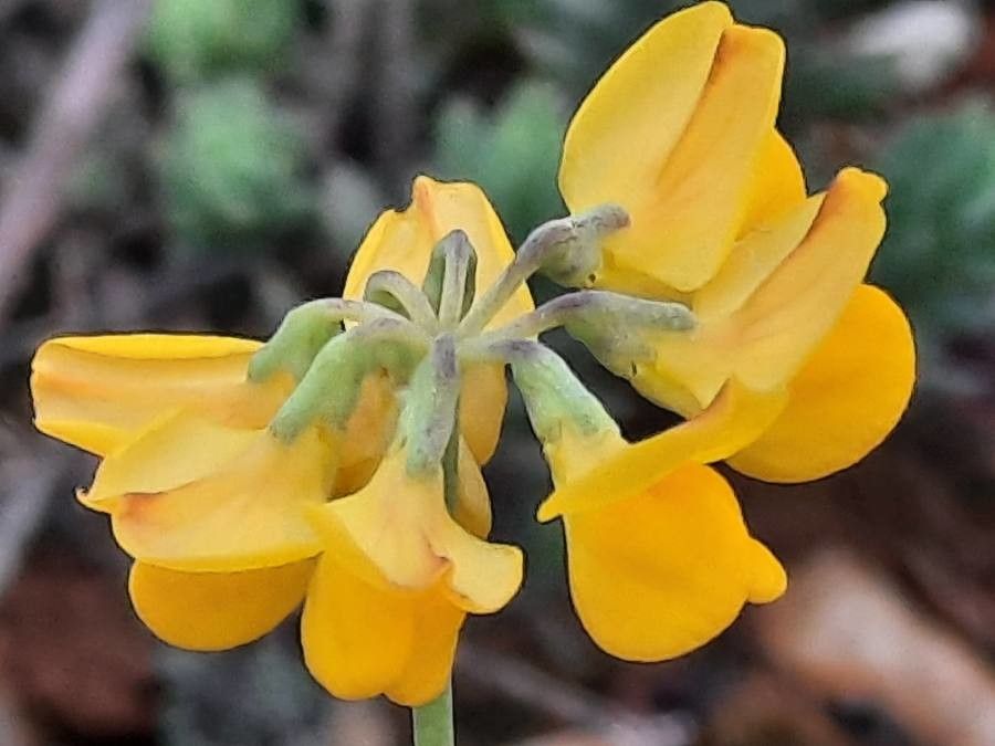 Coronilla minima flower