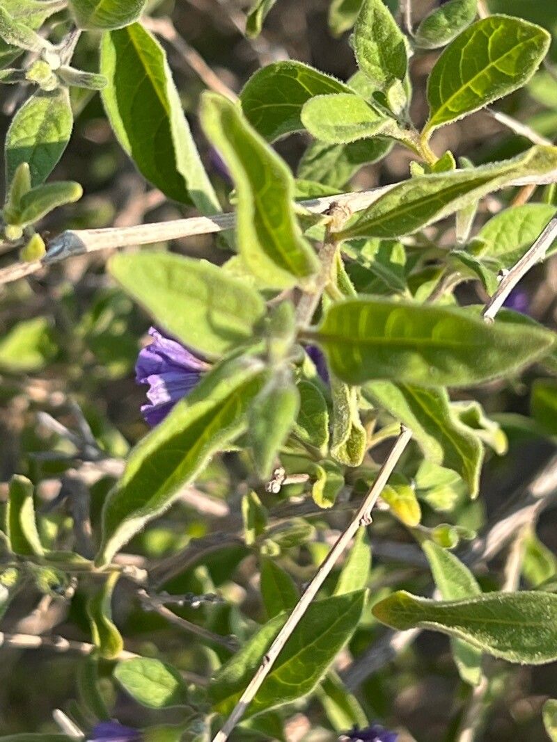 Lycianthes lycioides — search result for 'Lycianthes'