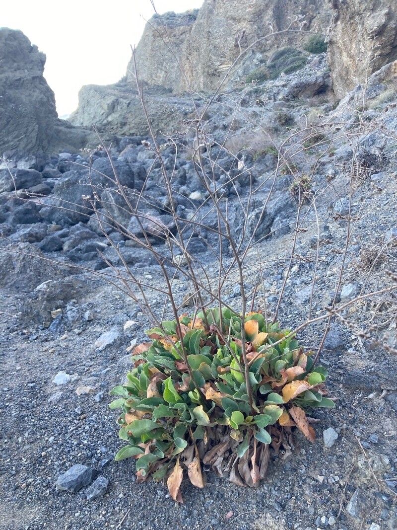 Limonium cossonianum habit