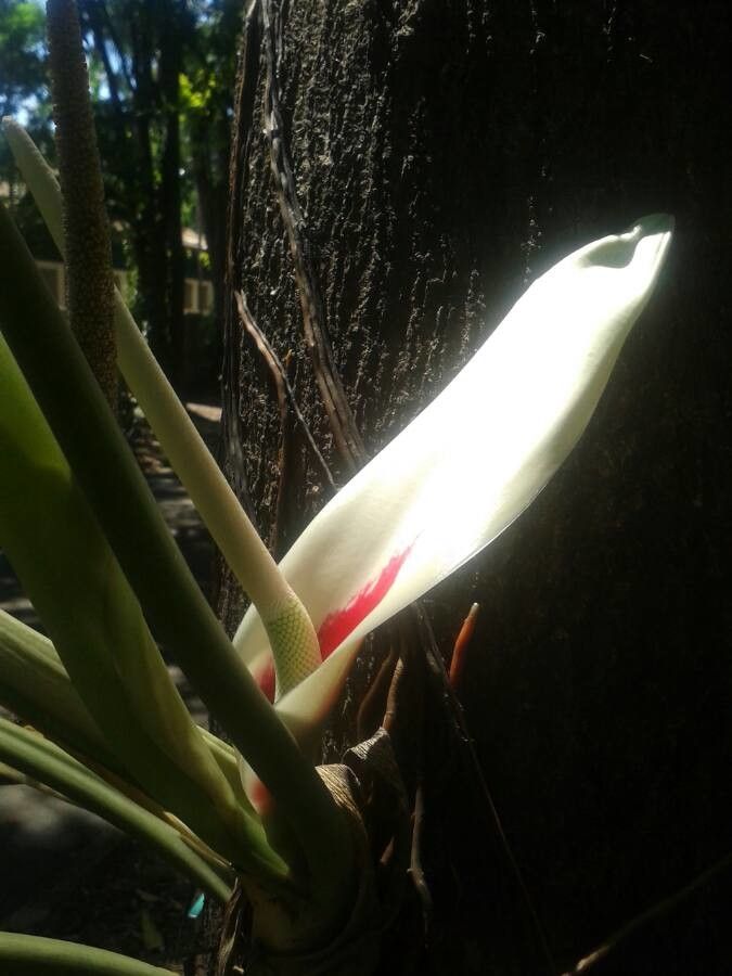 Philodendron ornatum flower