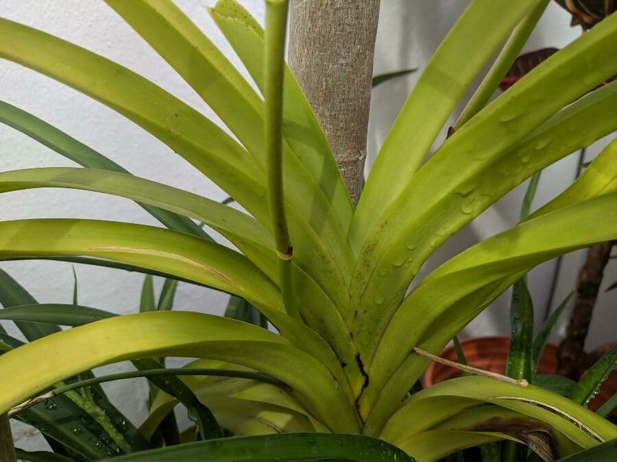 Vanda tricolor leaf
