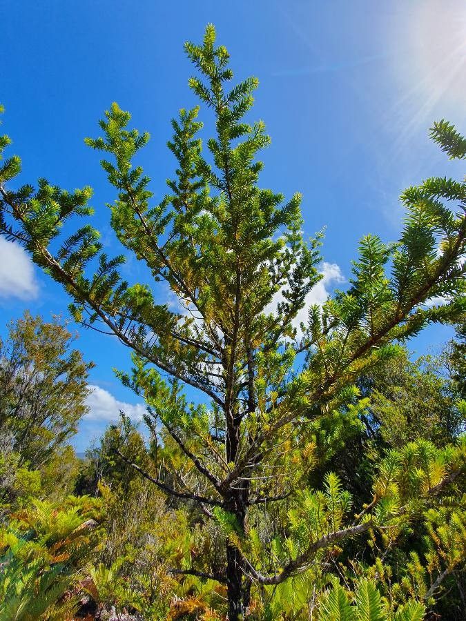 Podocarpus nubigenus habit
