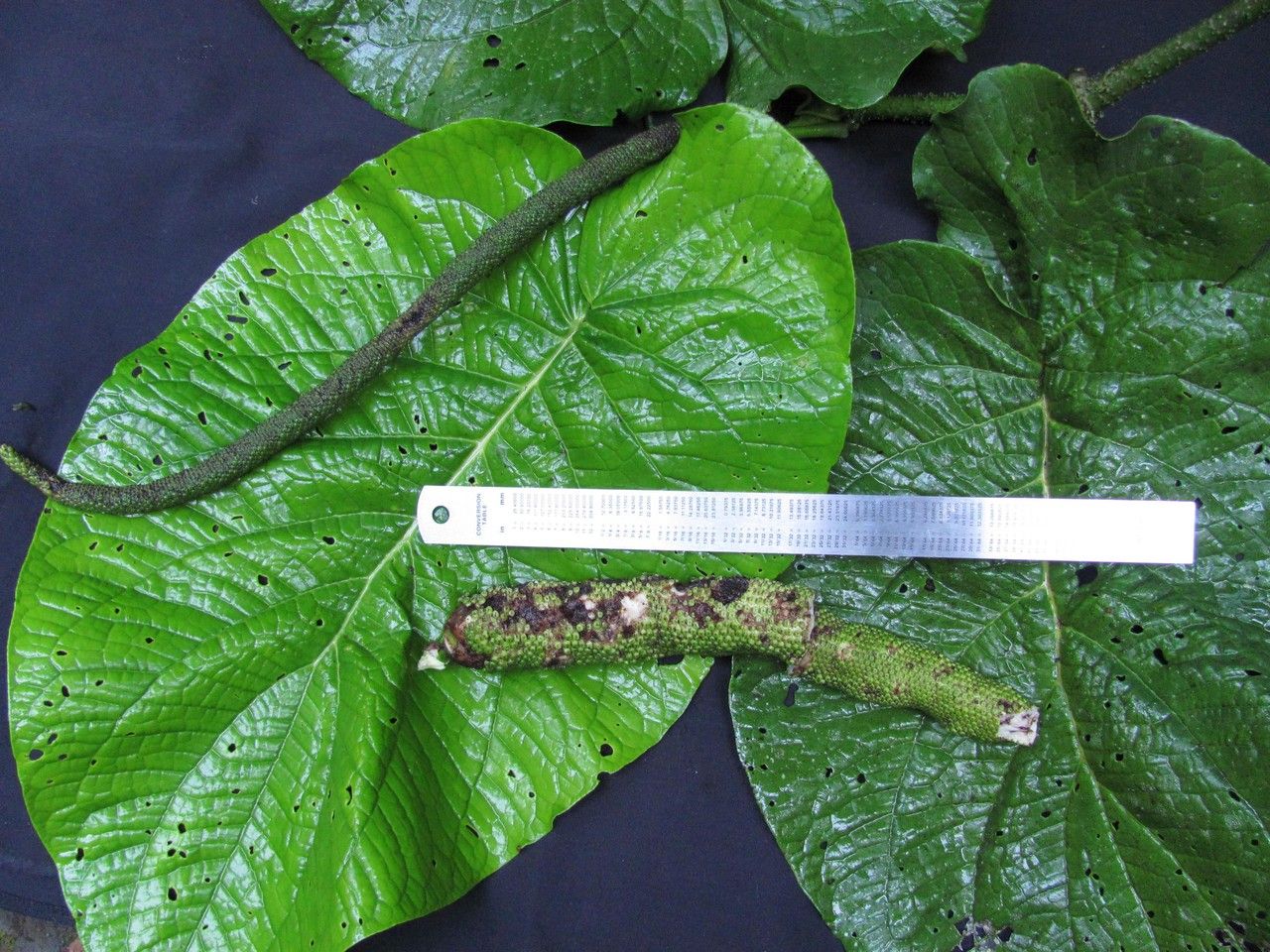 Piper clavuligerum — houseplant care guide