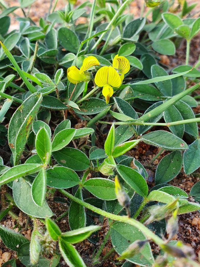 Crotalaria chrysochlora leaf