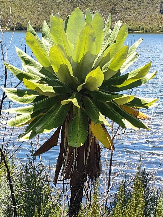 Dendrosenecio battiscombei leaf