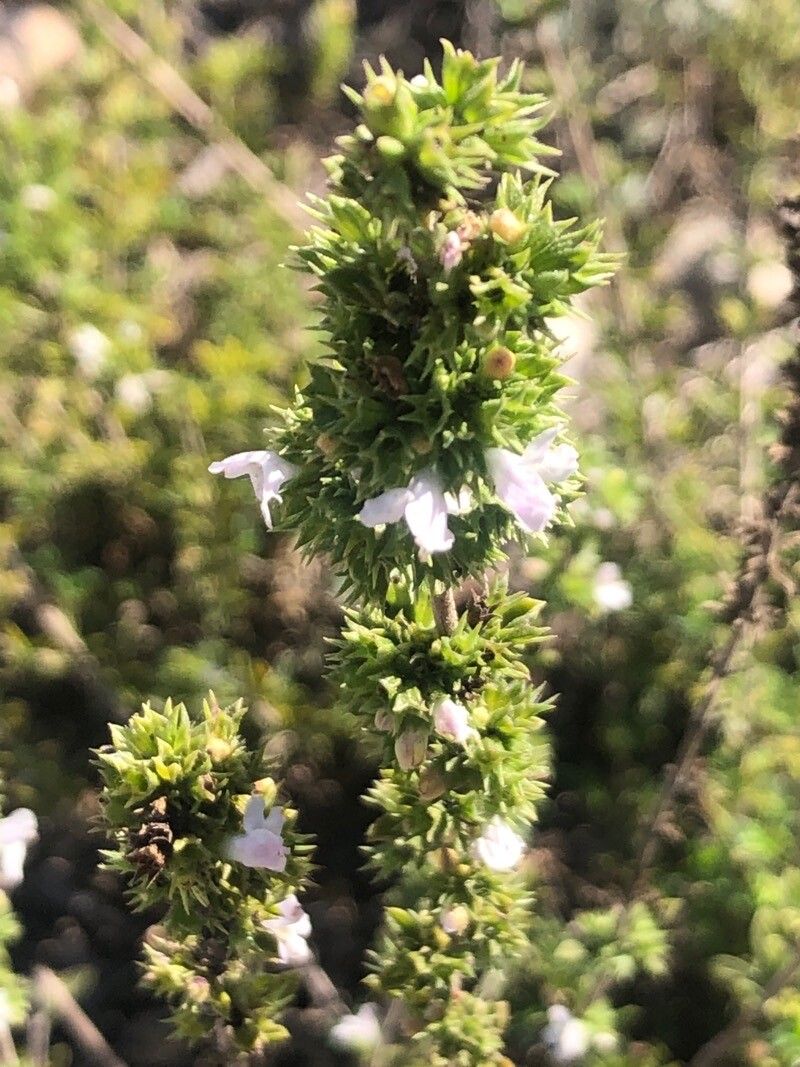 Satureja intricata leaf