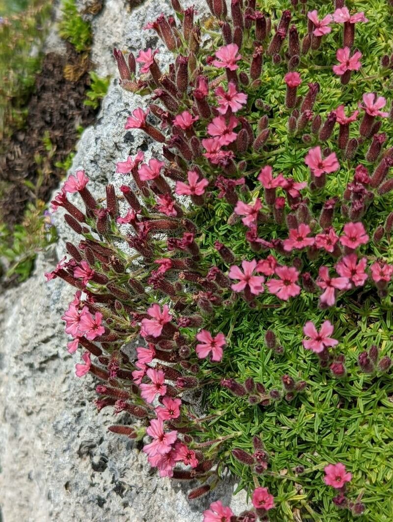 Saponaria pumilio flower