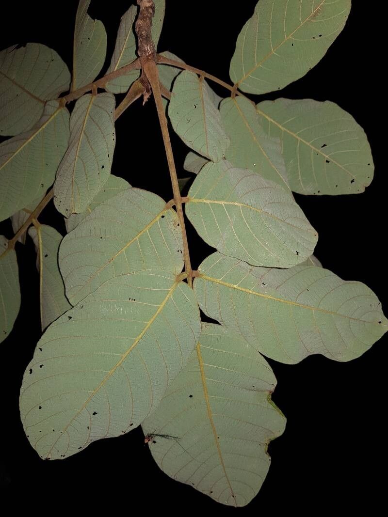 Lonchocarpus costaricensis leaf