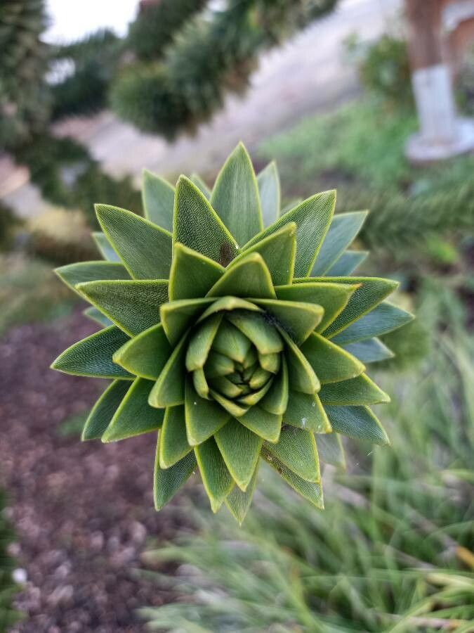 Araucaria araucana leaf