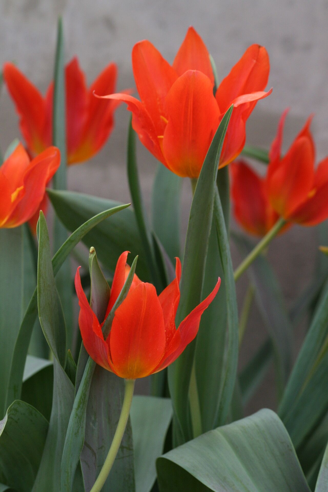Tulipa dubia — search result for 'Tulipa'