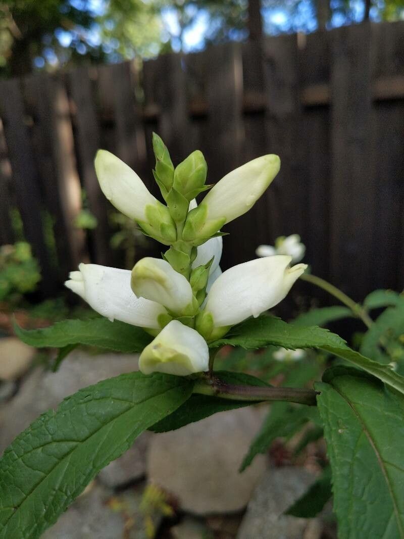 Chelone glabra flower
