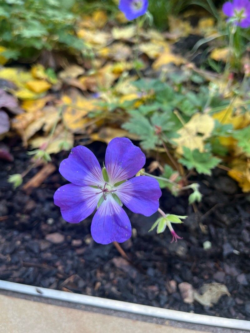 Geranium sinense — houseplant care guide