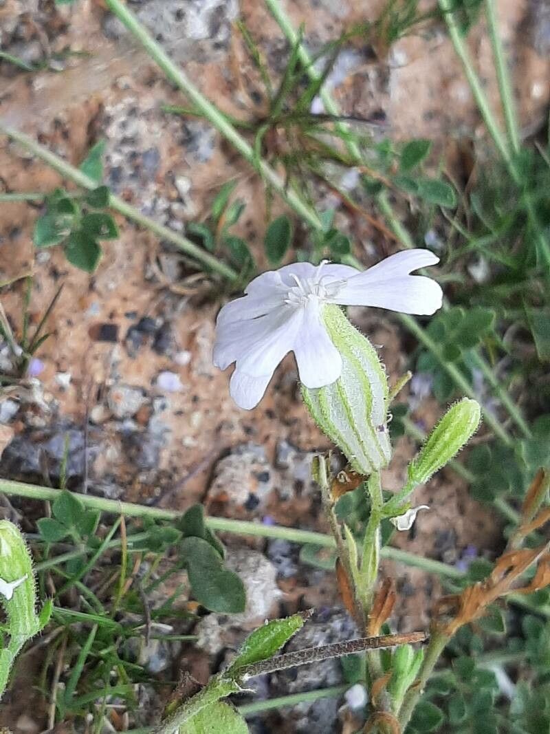 Silene sericea flower