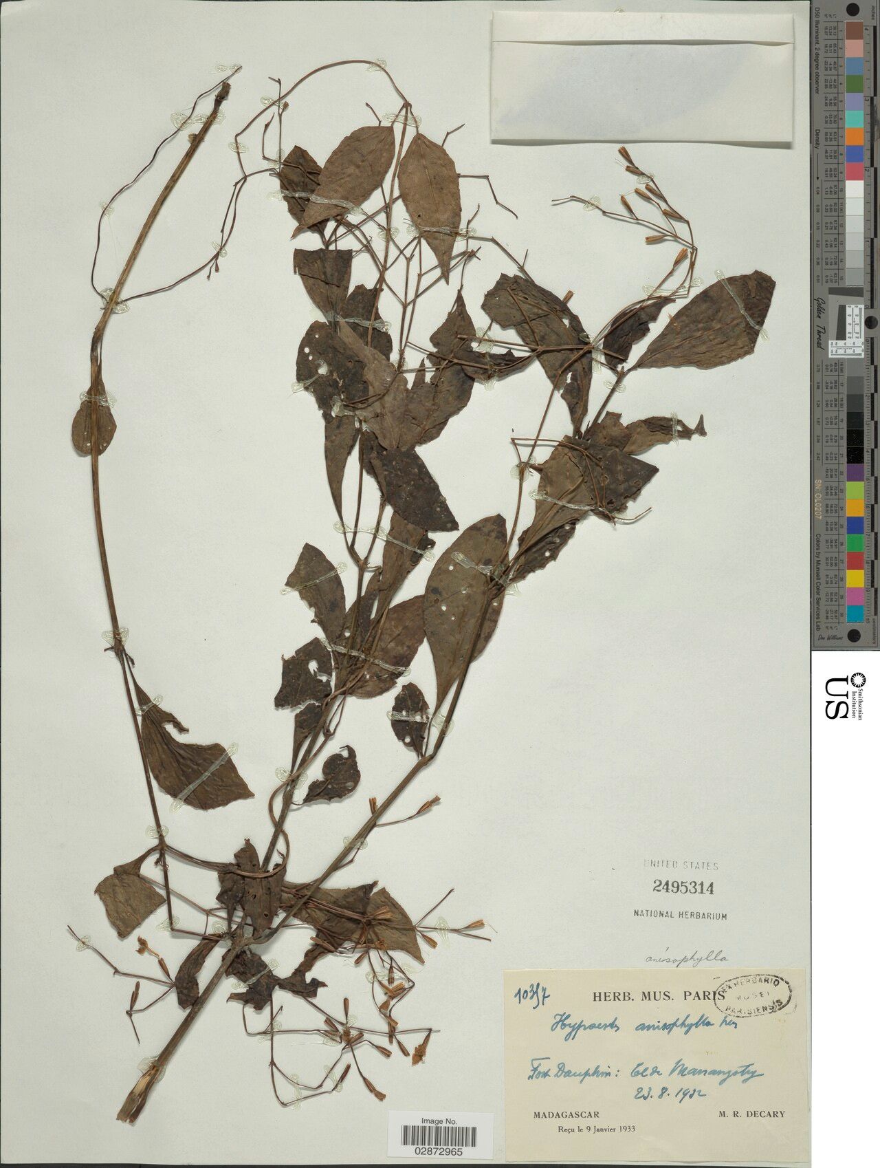 Hypoestes anisophylla