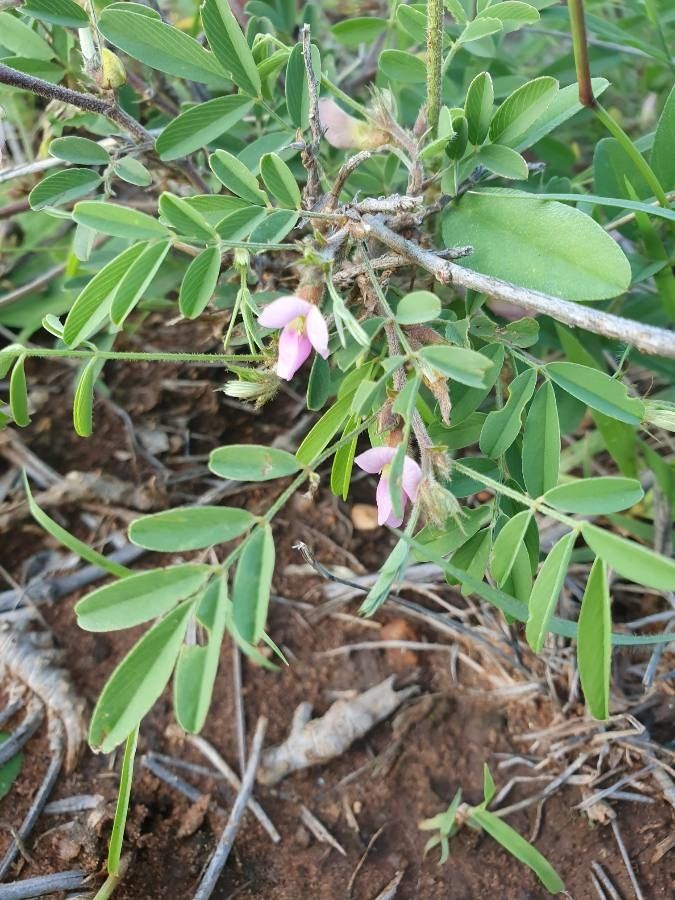 Tephrosia uniflora flower