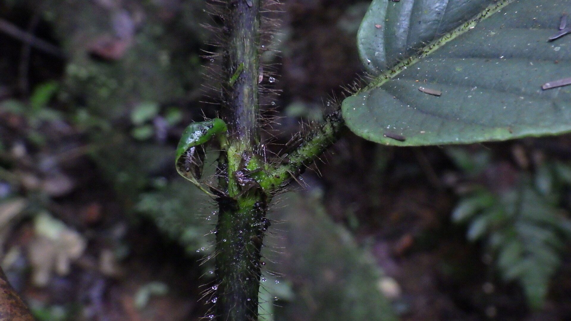 Sabicea sciaphilantha bark