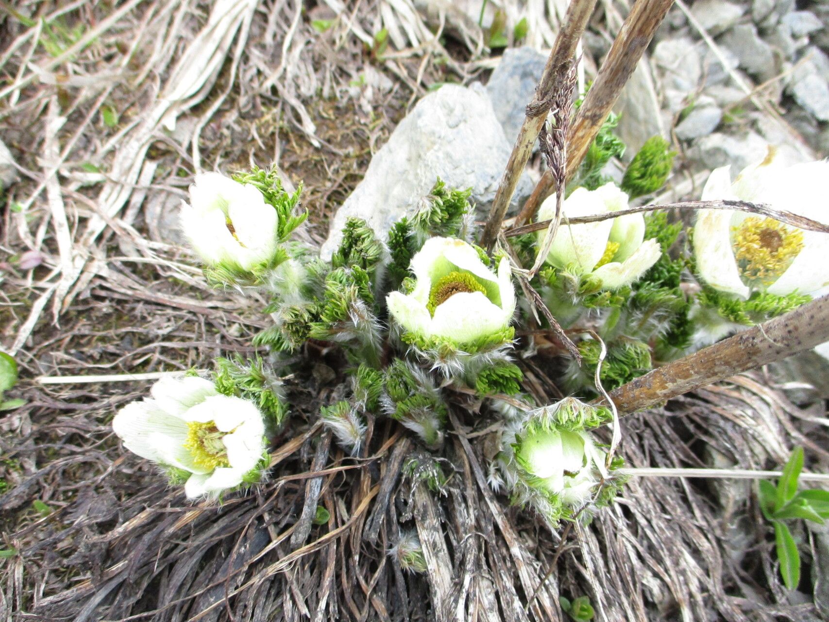 Pulsatilla occidentalis — search result for 'Anemone'