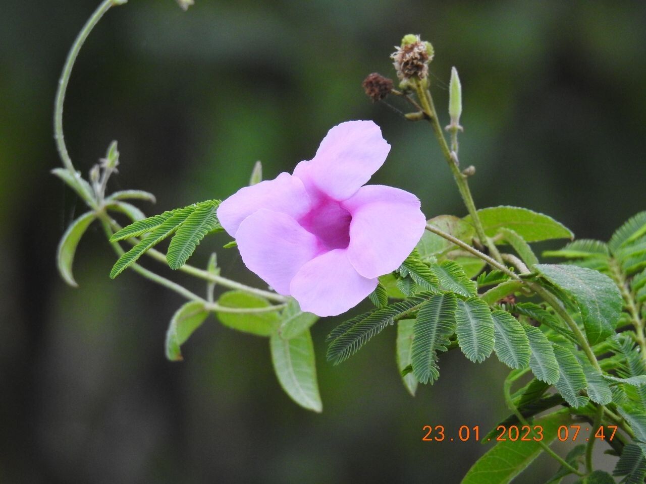 Rhabdadenia madida — related species from the same genus