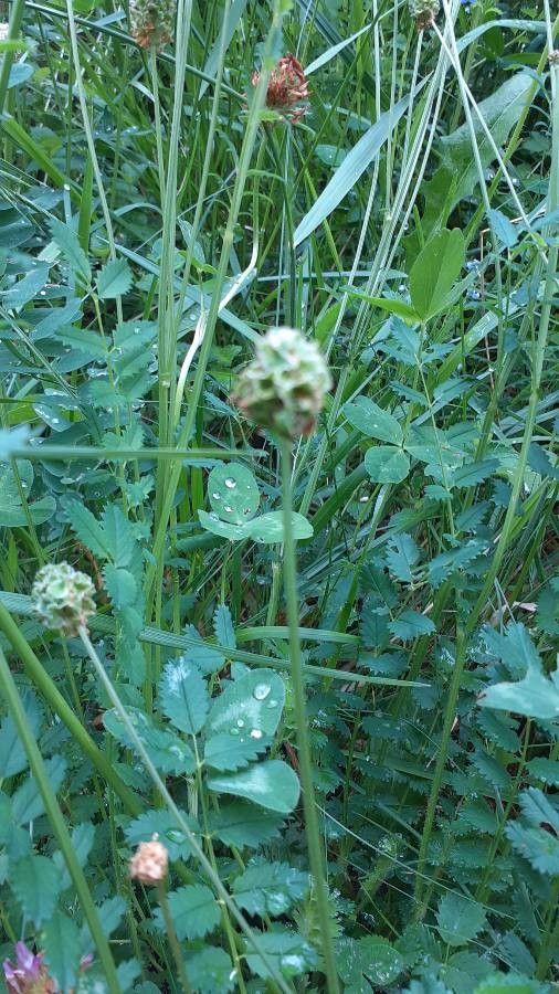 Sanguisorba minor fruit