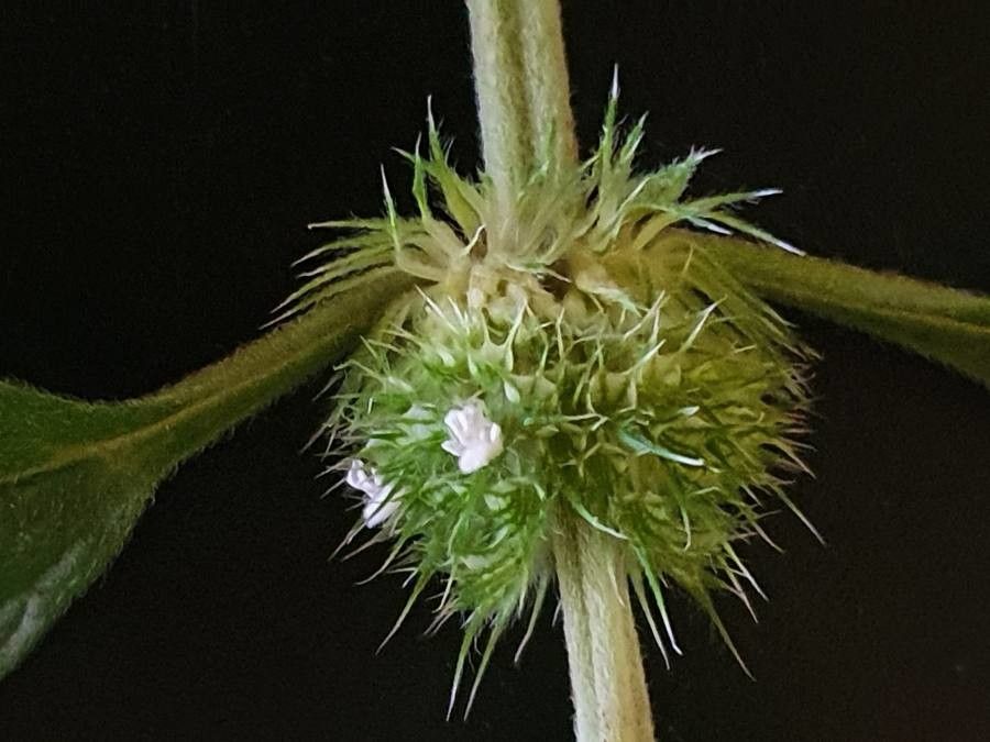 Leucas urticifolia flower