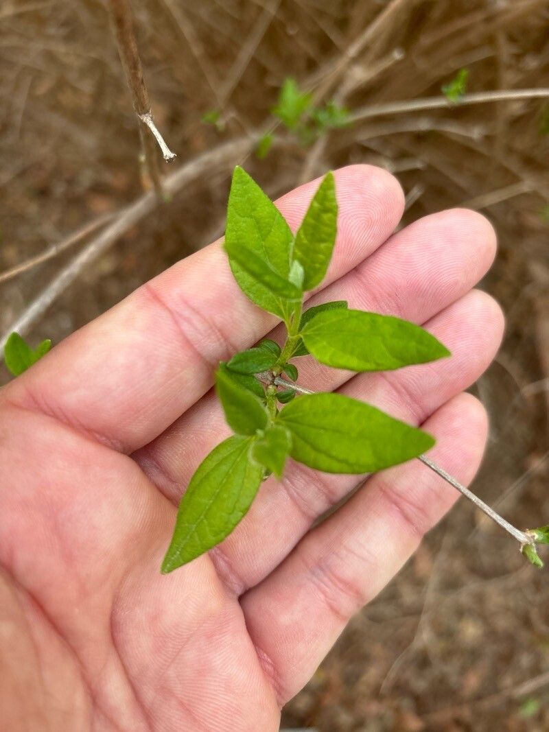 Philadelphus × nivalis — houseplant care guide