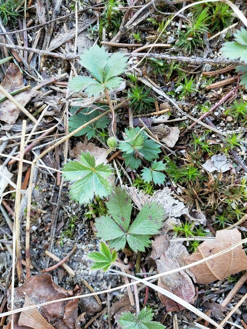 Potentilla canadensis leaf