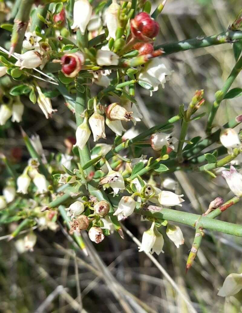 Discaria americana flower