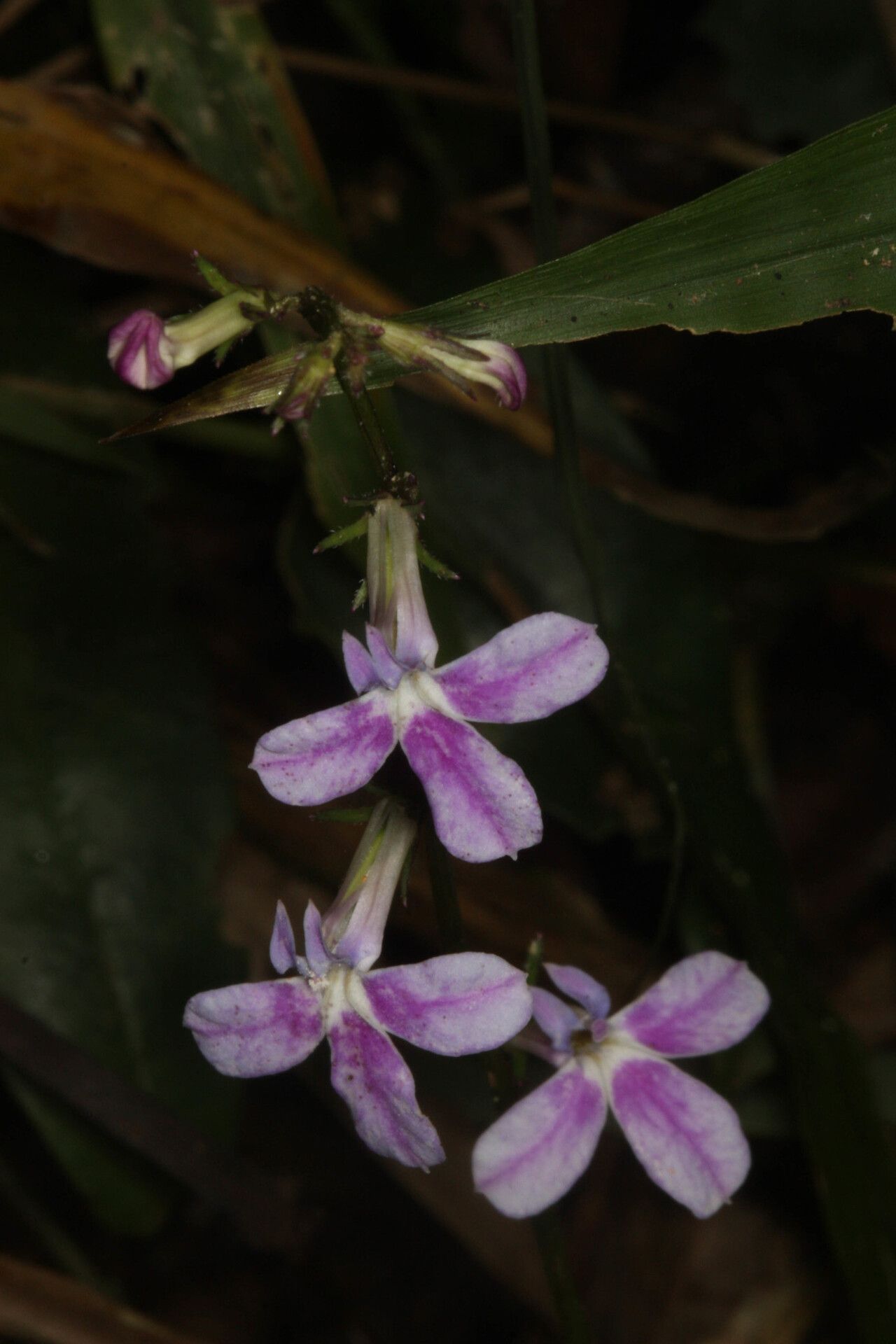 Lobelia hartlaubii — houseplant care guide
