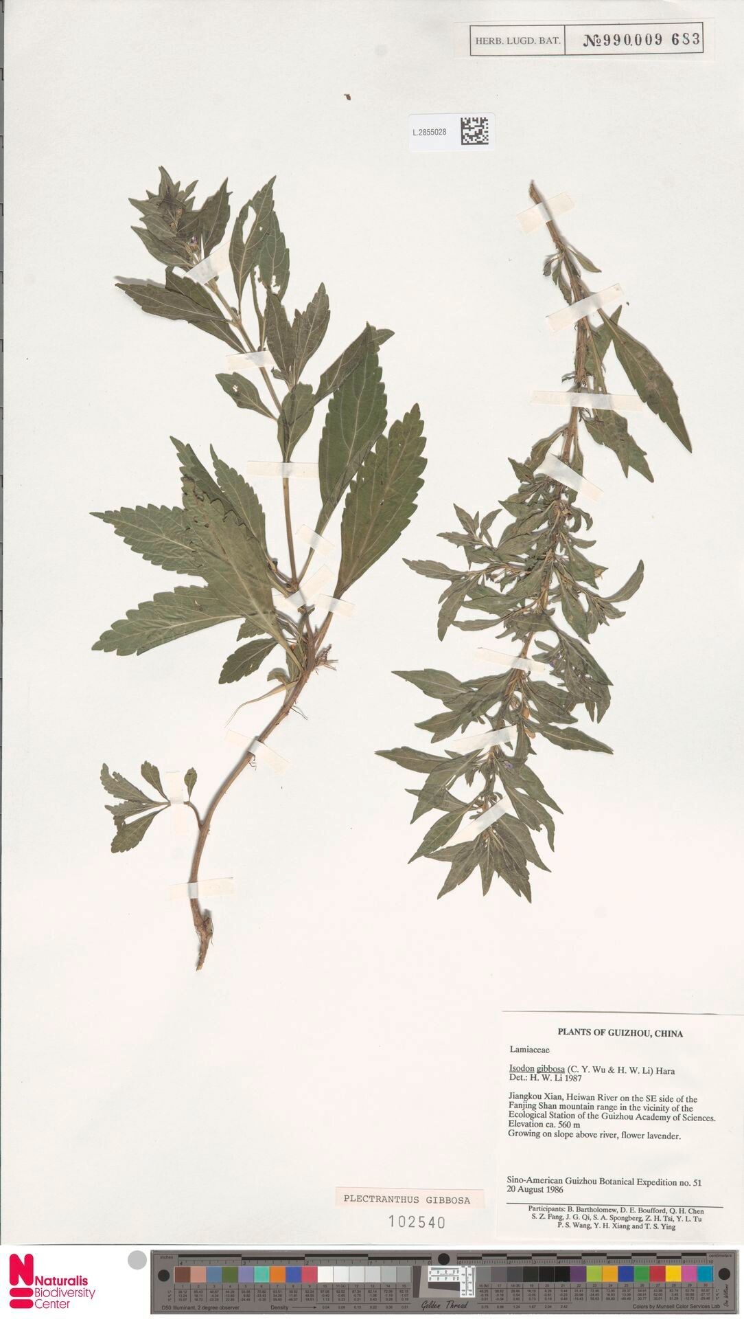 Plectranthus gibbosus — search result for 'Plectranthus'