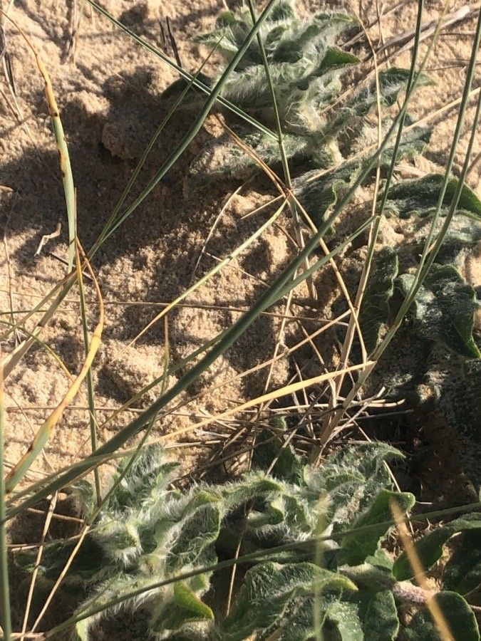 Hieracium eriophorum — search result for 'Eriophorum'