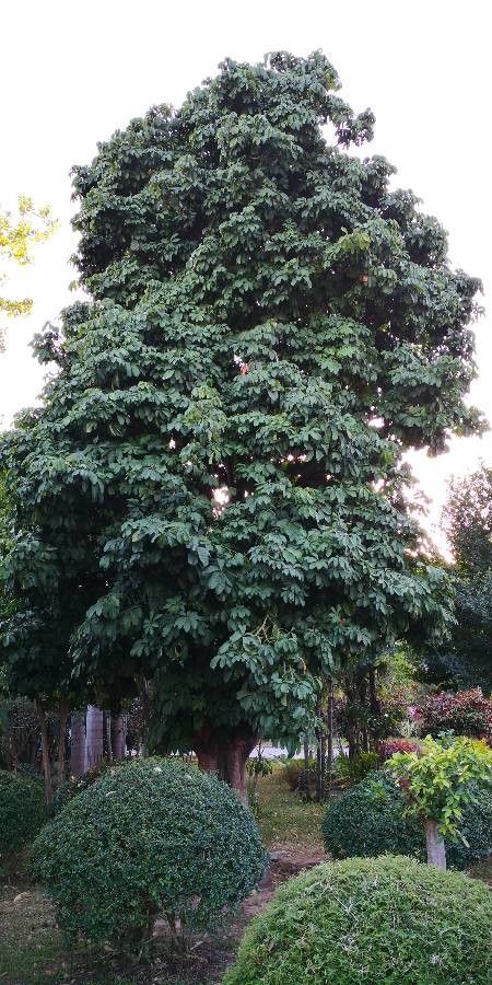 Schefflera macrostachya habit