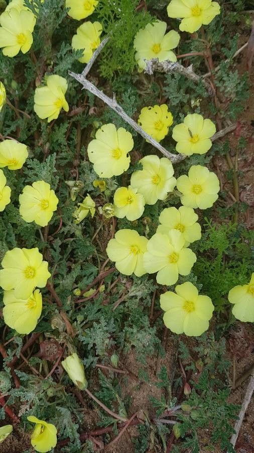 Grielum humifusum — houseplant care guide