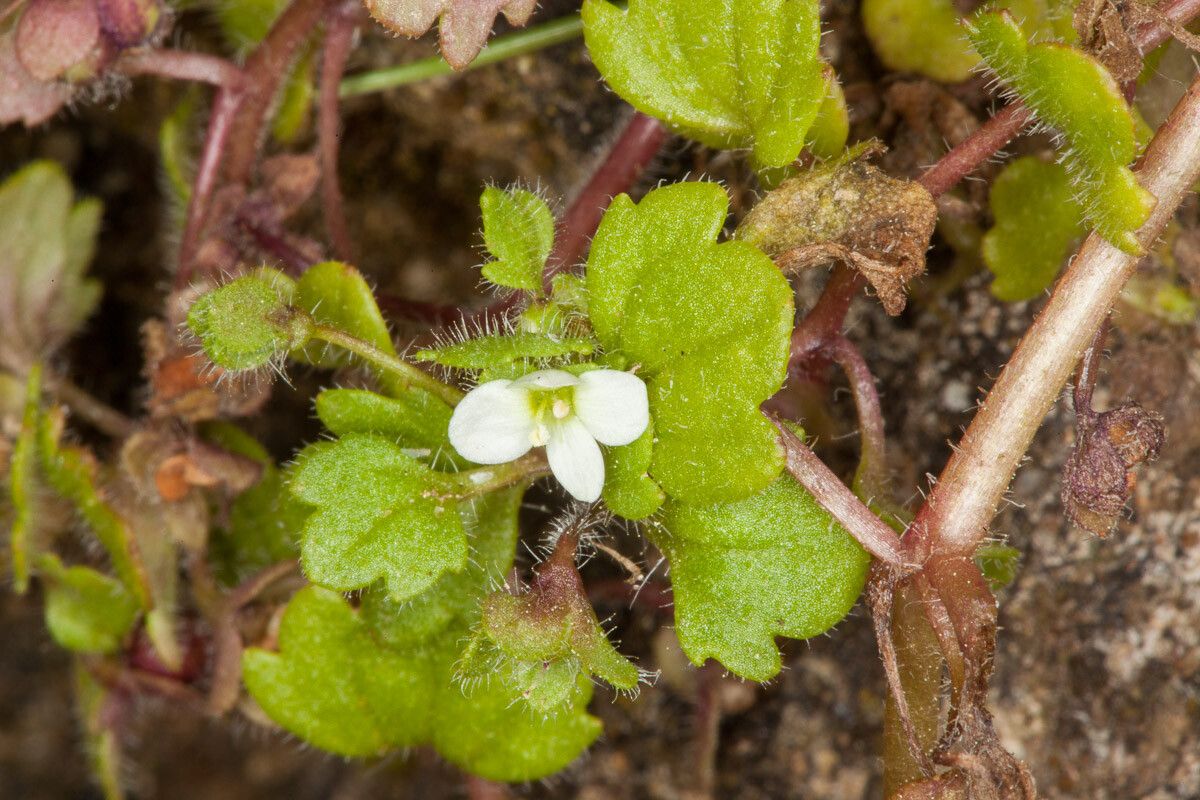 Veronica panormitana flower