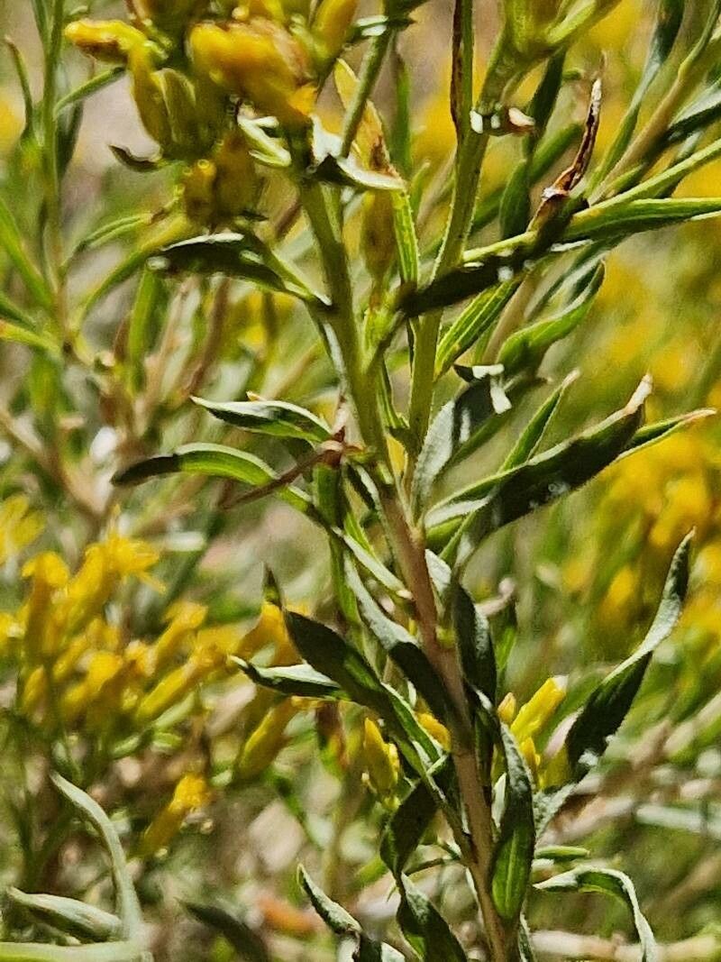 Chrysothamnus viscidiflorus leaf