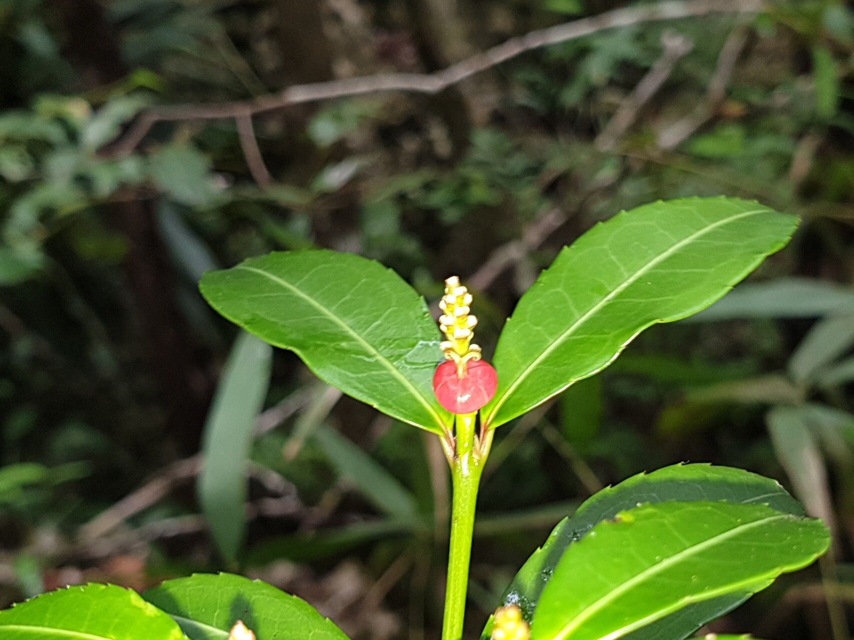 Excoecaria madagascariensis fruit