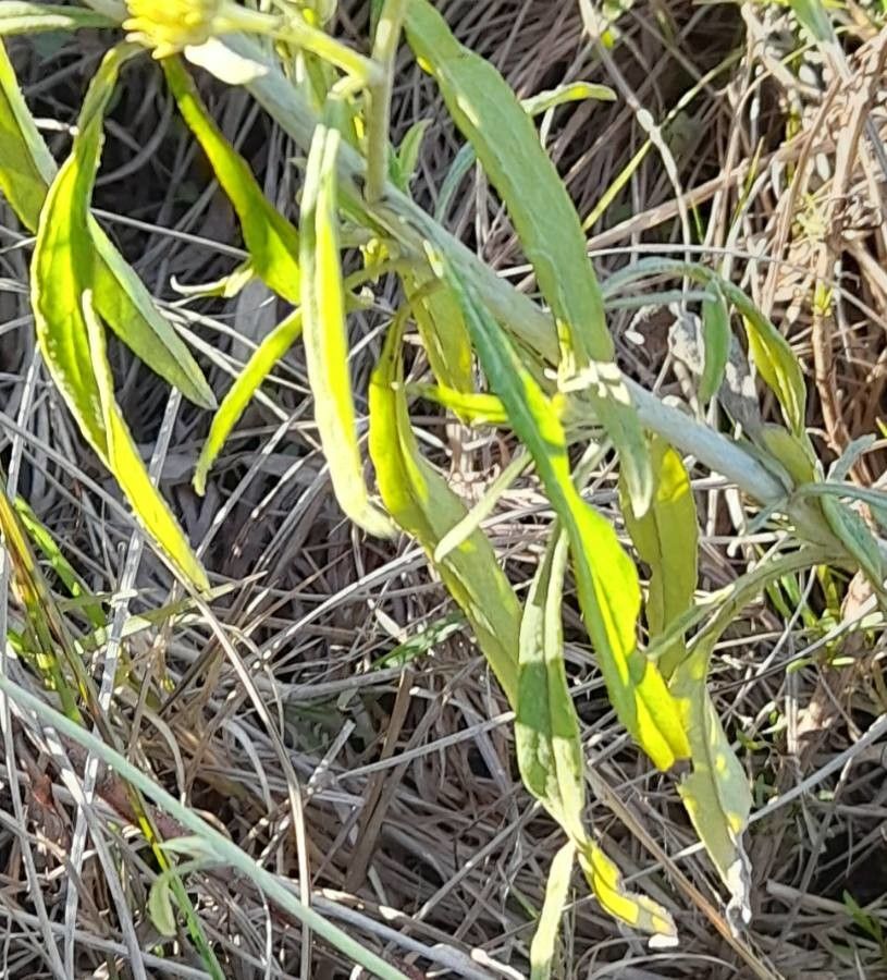 Achyrocline tomentosa — search result for 'Achyrocline'