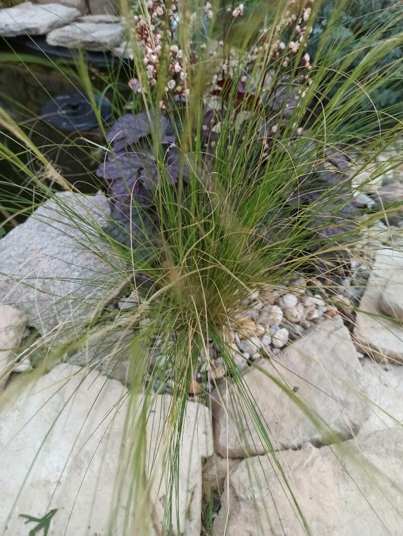 Nassella trichotoma — houseplant care guide