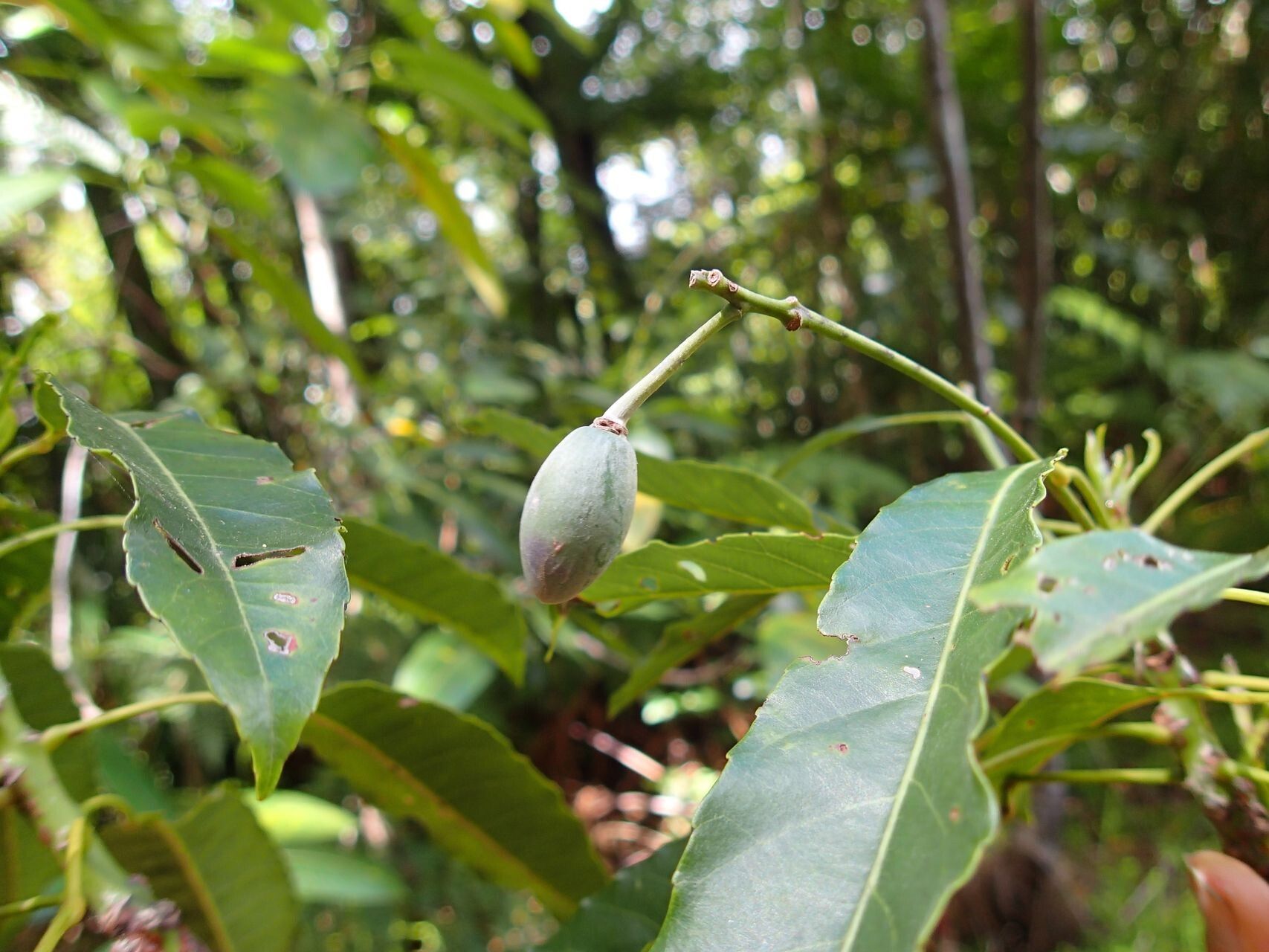 Elaeocarpus castaneifolius fruit